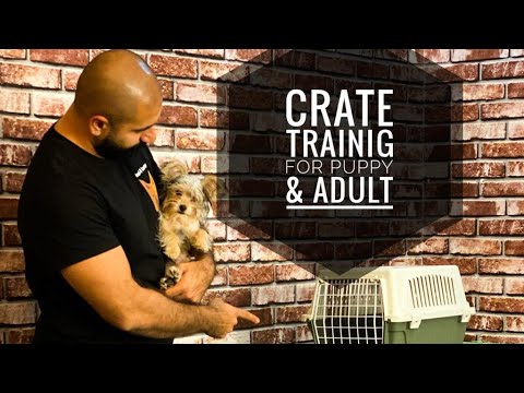 How to train a dog to love the cage (Crate Training)
