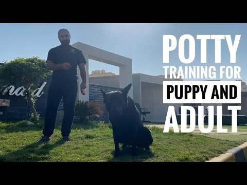 Potty Training For Puppy & Adult