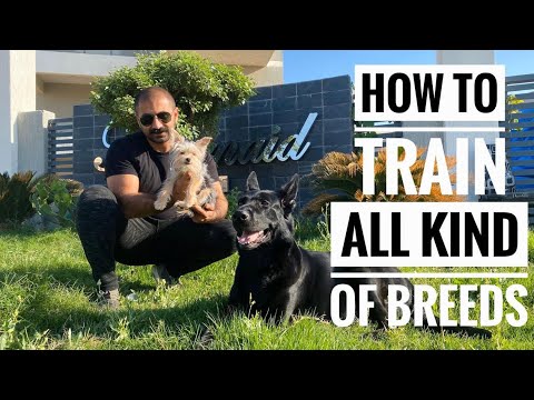 How To Train All Kind Of Breeds ( Muscle Memory)