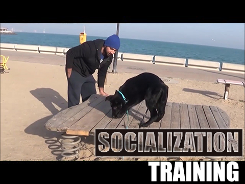 تقوية الشخصية أهم تدريب لجميع انواع الكلاب (( Socialization Training )) :-