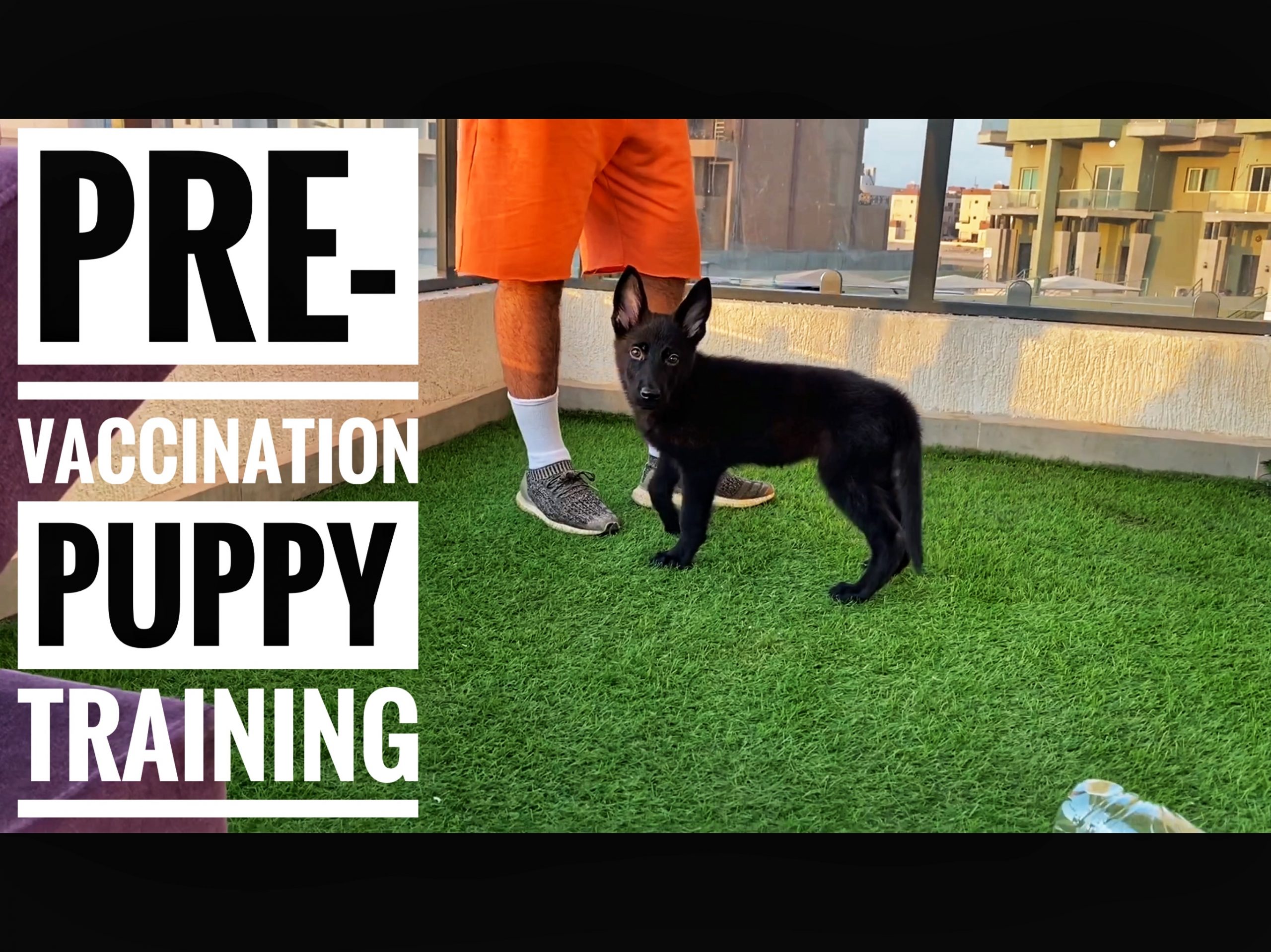 Pre-Vaccination Puppy Training